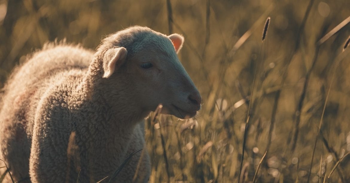 Schafwolle besitzt allerhand Vorzüge